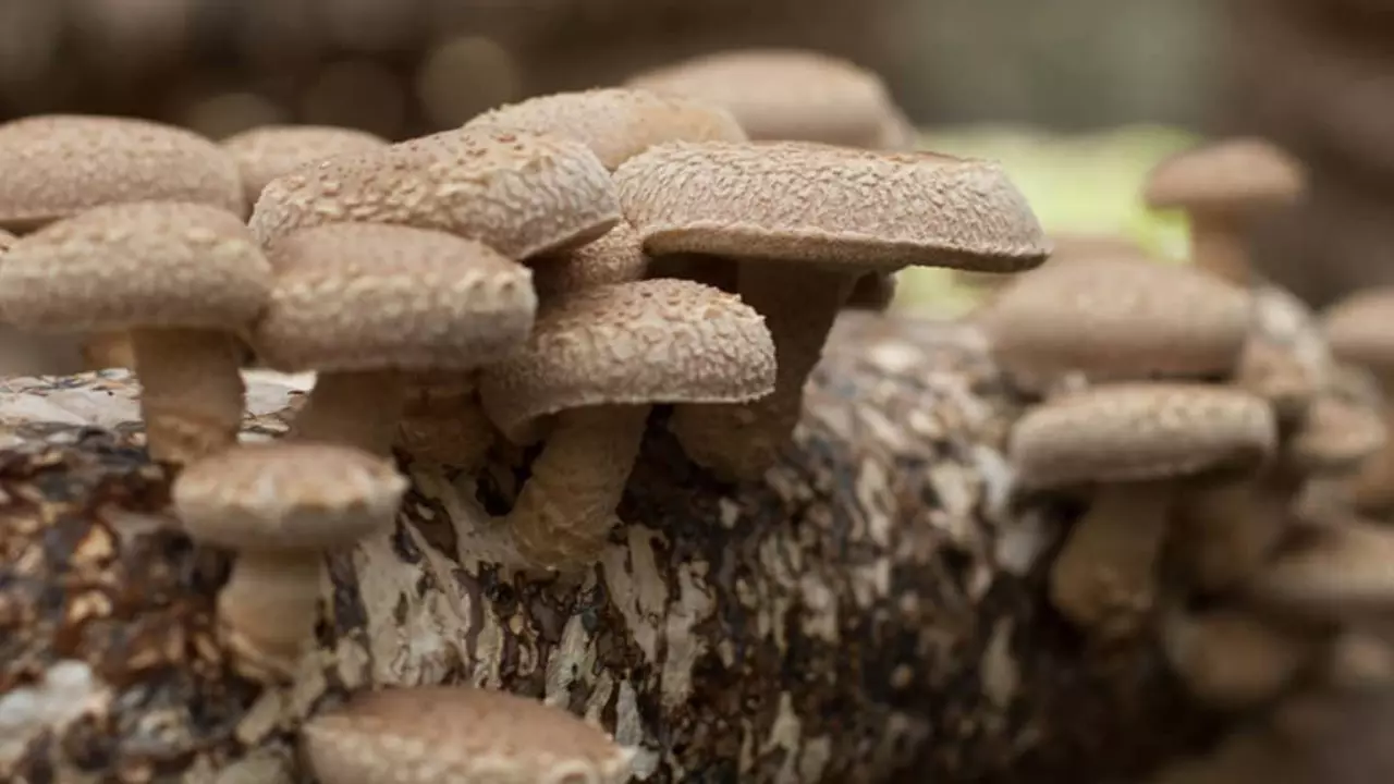 Why Shiitake Mushroom Supplements are Your Secret Weapon for a Healthier Lifestyle